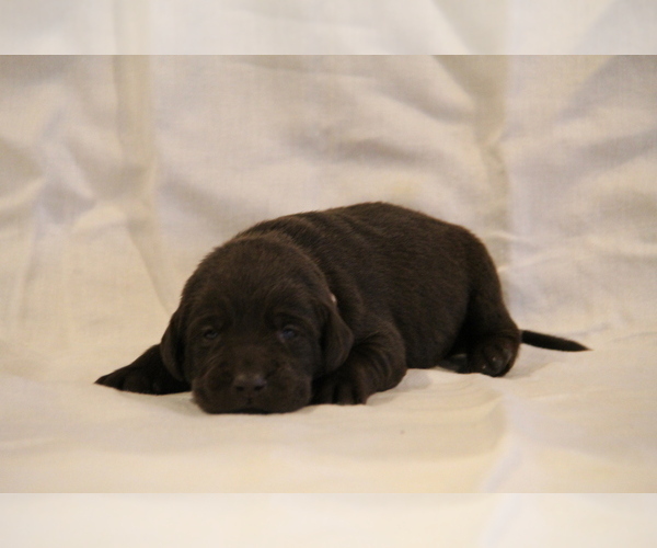 Medium Photo #5 Labrador Retriever Puppy For Sale in HYDE PARK, VT, USA