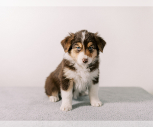 Australian Shepherd Puppy for sale in LA RUE, OH, USA