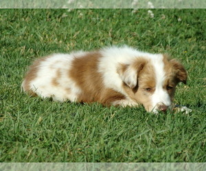 Miniature Australian Shepherd Puppy for sale in HONOLULU, HI, USA
