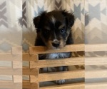 Small #6 Shel-Aussie