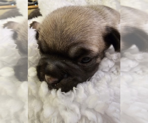 Medium Photo #5 Chug Puppy For Sale in MARTINSVILLE, IN, USA