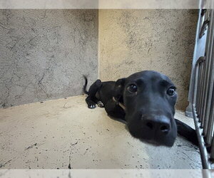 Mutt Dogs for adoption in Oklahoma City, OK, USA