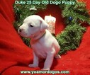 Small Photo #70 Dogo Argentino Puppy For Sale in JANE, MO, USA