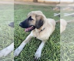 Small Photo #3 Anatolian Shepherd Puppy For Sale in ROBSTOWN, TX, USA