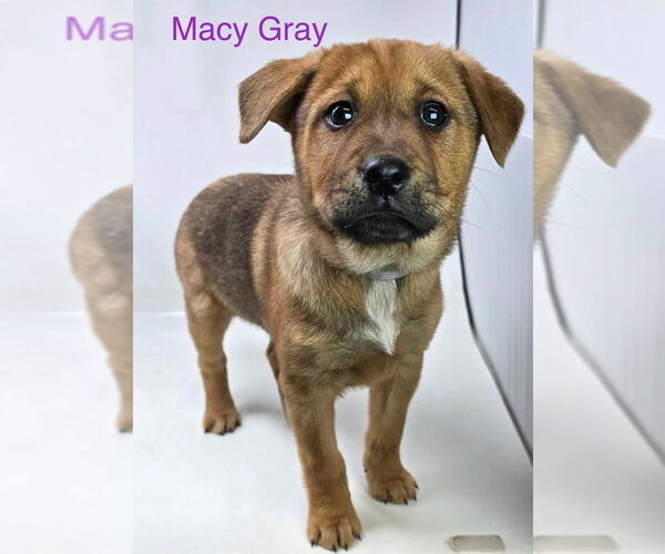 Medium Photo #3 Borador Puppy For Sale in Brewster, NY, USA