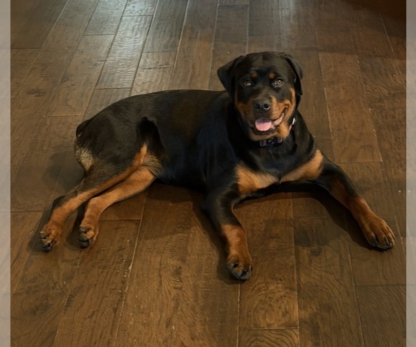 Medium Photo #1 Rottweiler Puppy For Sale in ROCKWALL, TX, USA