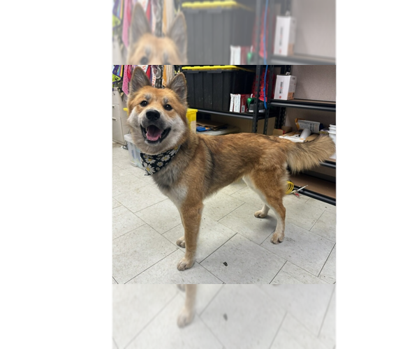 Medium Photo #2 German Shepherd Dog-Unknown Mix Puppy For Sale in Cupertino, CA, USA