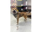 Small #1 German Shepherd Dog Mix