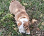 Small Photo #10 Bulldog Puppy For Sale in GREEN FOREST, AR, USA