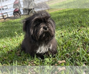 Shih Tzu Dogs for adoption in BAY CITY, TX, USA