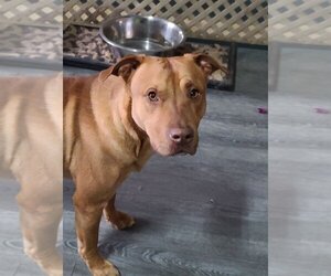 Buck - Male American Pit Bull Terrier Dog for Adoption - Photo #3