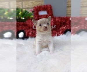 Chiranian Puppy for sale in CARTHAGE, TX, USA
