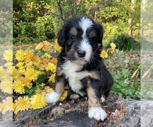Aussiedoodle-Bernedoodle Mix Puppy for sale in EAST EARL, PA, USA