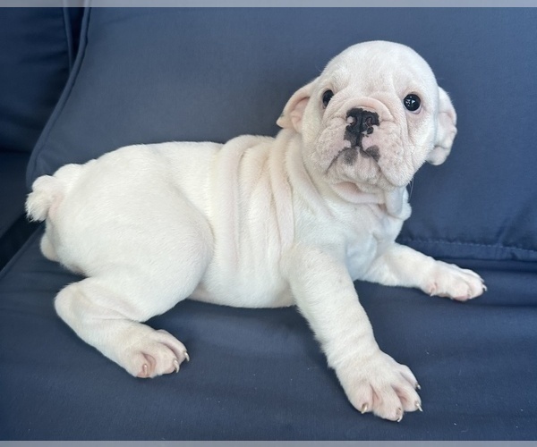 Medium Photo #6 English Bulldog Puppy For Sale in WEEKI WACHEE, FL, USA