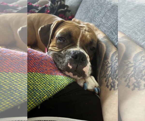 Medium Photo #7 Boxer Puppy For Sale in  Katy, TX, USA