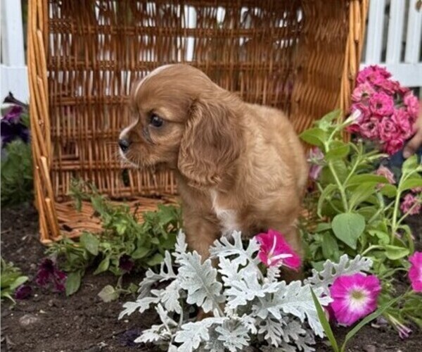 Medium Photo #6 Cavalier King Charles Spaniel Puppy For Sale in THORP, WI, USA