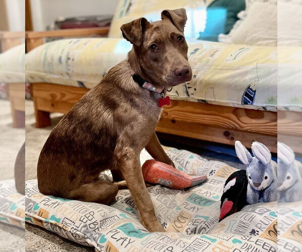 Medium Photo #11 Catahoula Leopard Dog-Unknown Mix Puppy For Sale in Boston, MA, USA