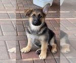 Small #5 German Shepherd Dog