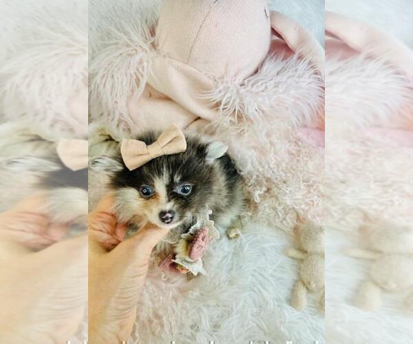 Medium Photo #14 Pomeranian Puppy For Sale in WEST PALM BEACH, FL, USA