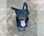 Small #2 German Shepherd Dog