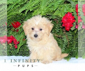 Morkie Puppy for sale in RISING SUN, MD, USA