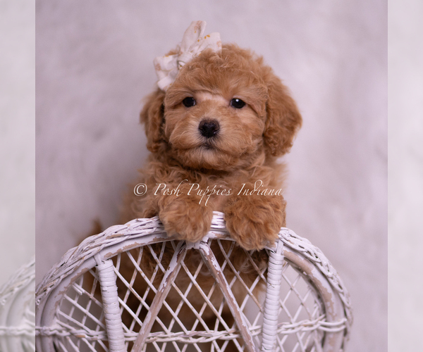 Medium Photo #6 Poodle (Toy) Puppy For Sale in WARSAW, IN, USA