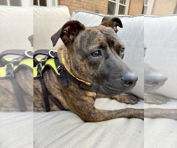 Medium Photo #2 Boxer-Unknown Mix Puppy For Sale in Mooresville, NC, USA