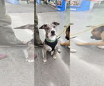 Small Photo #1 Catahoula Leopard Dog-Unknown Mix Puppy For Sale in Minneapolis, MN, USA