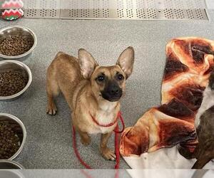 Cardigan Welsh Corgi-Chihuahua Mix Dogs for adoption in Orange, CA, USA
