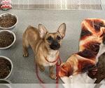Small Cardigan Welsh Corgi-Chihuahua Mix