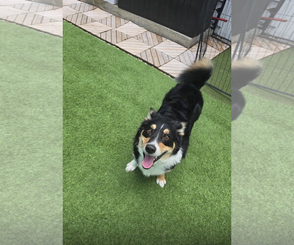 Medium Photo #3 Border Collie-Welsh Corgi Mix Puppy For Sale in Miami, FL, USA