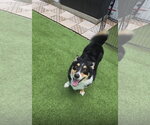 Small #2 Border Collie-Welsh Corgi Mix