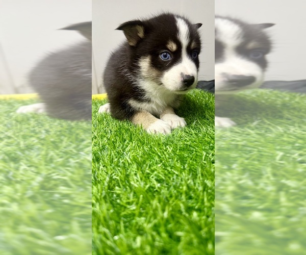 Medium Photo #9 Pomsky-Shiba Inu Mix Puppy For Sale in NASHUA, NH, USA