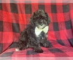 Small #3 YorkiePoo