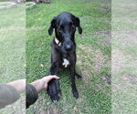 Small #2 Great Dane