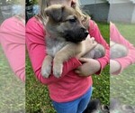 Puppy 6 Malinois