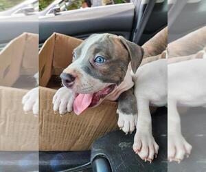 American Bully Puppy for sale in HARRISBURG, PA, USA