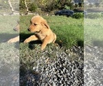 Puppy Red Collar2 Golden Retriever