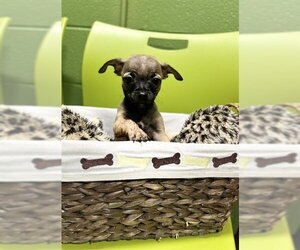 Chihuahua Dogs for adoption in Temple, TX, USA