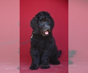 Goldendoodle Puppy for sale in WIMBERLEY, TX, USA