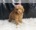 Small Photo #61 Maltipoo Puppy For Sale in WARSAW, IN, USA