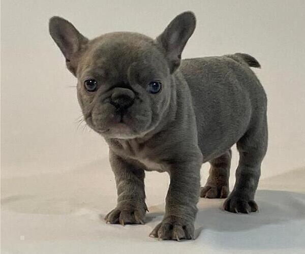 Medium Photo #2 French Bulldog Puppy For Sale in SUISUN CITY, CA, USA