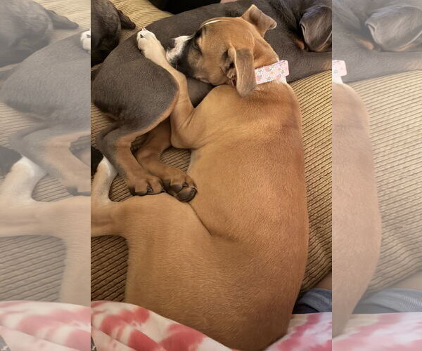 Medium Photo #9 Boxer Puppy For Sale in  Katy, TX, USA
