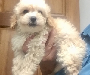 Goldendoodle-Poodle (Miniature) Mix Puppy for sale in MOORESVILLE, IN, USA