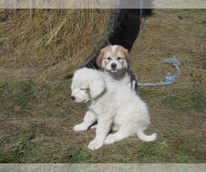 Anatolian Shepherd-Great Pyrenees Mix Puppy for sale in ECHO, MN, USA
