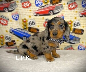 Dachshund Puppy for sale in WINNSBORO, LA, USA