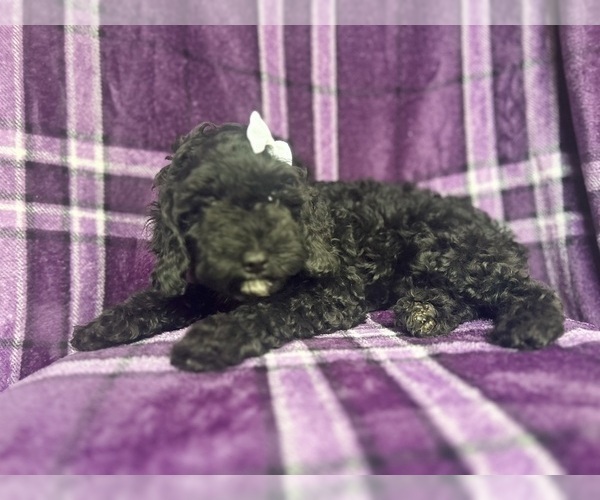 Medium Photo #5 Cock-A-Poo Puppy For Sale in LAKELAND, FL, USA