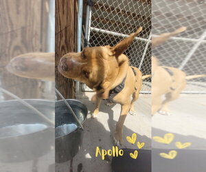 Apollo - Male American Staffordshire Terrier-Boxer Mix Dog for Adoption - Photo #11