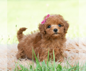 Medium Maltipoo (Toy)