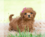 Puppy Cutie pie Maltipoo (Toy)